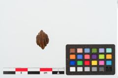 Foto von Bernsteinringperle (NHMW-PRAE-023981)